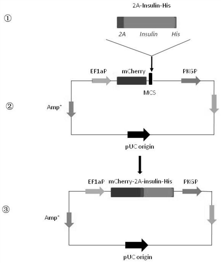 A method for stably expressing secreted human insulin in mesenchymal stem cells