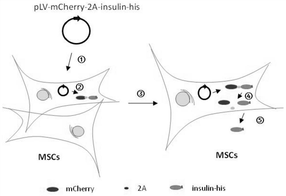 A method for stably expressing secreted human insulin in mesenchymal stem cells