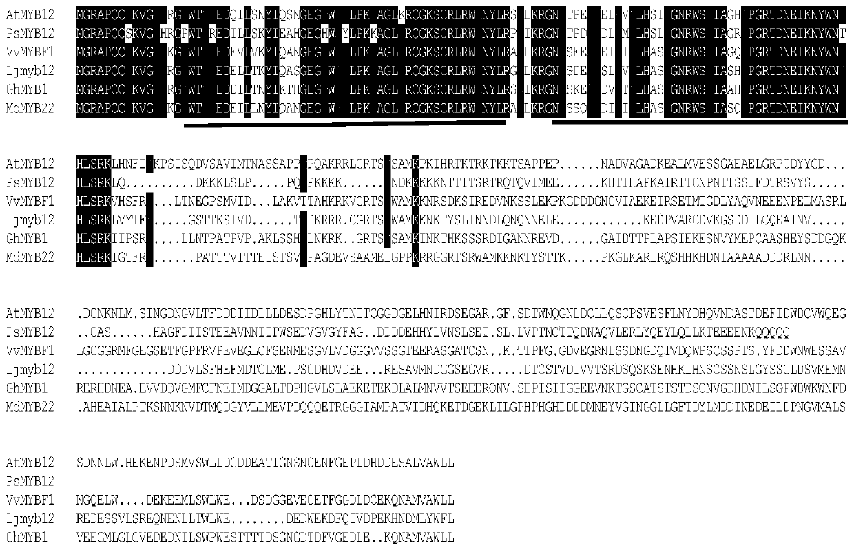 Transcription factor of tree peony psmyb12 and its coding gene and application