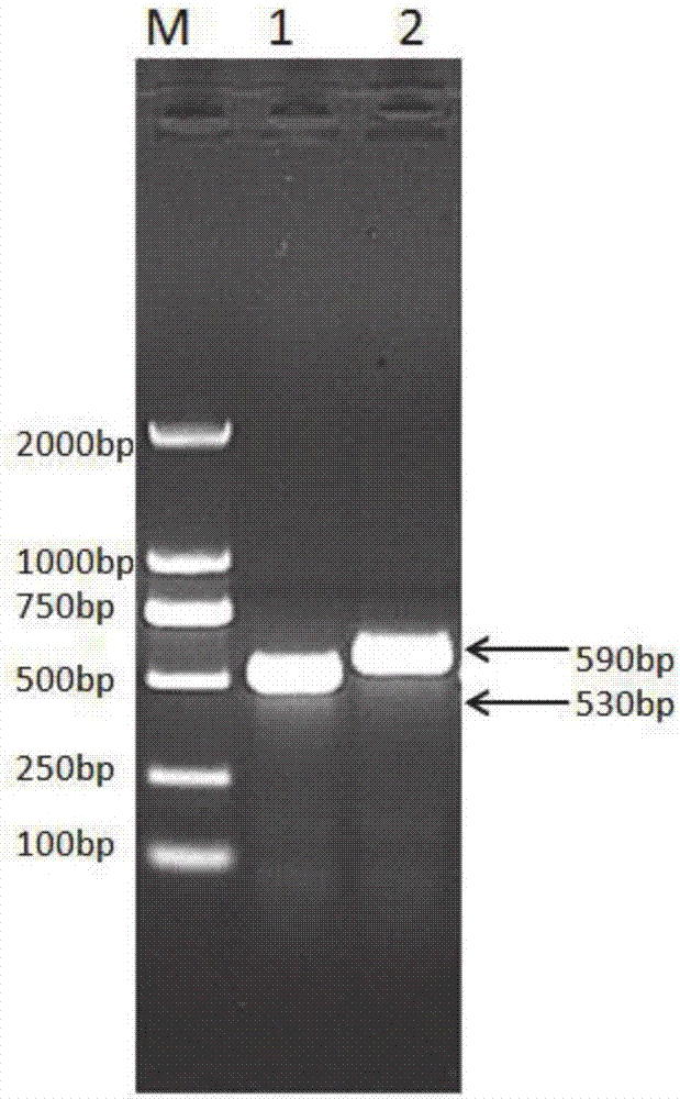 Recombinant canine long-acting interferon alpha, fusion protein for preparing long-acting interferon, and preparation method of fusion protein