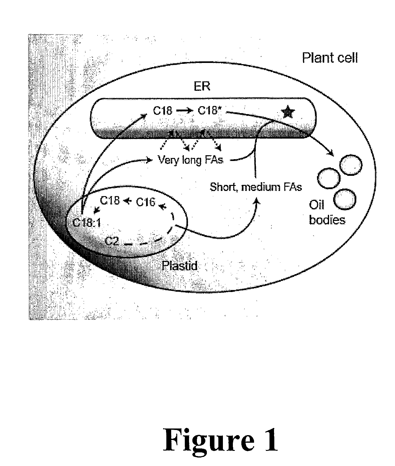 Polypeptides and methods for producing triacylglycerols comprising modified fatty acids