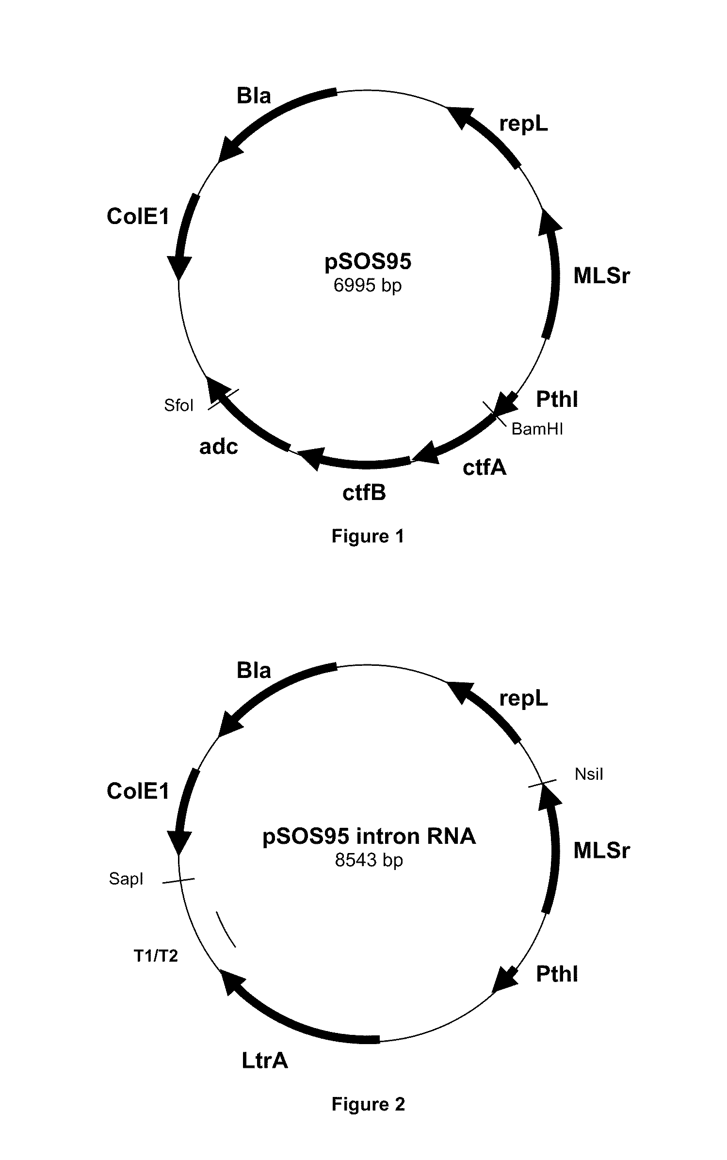 Process for the stable gene interruption in clostridia