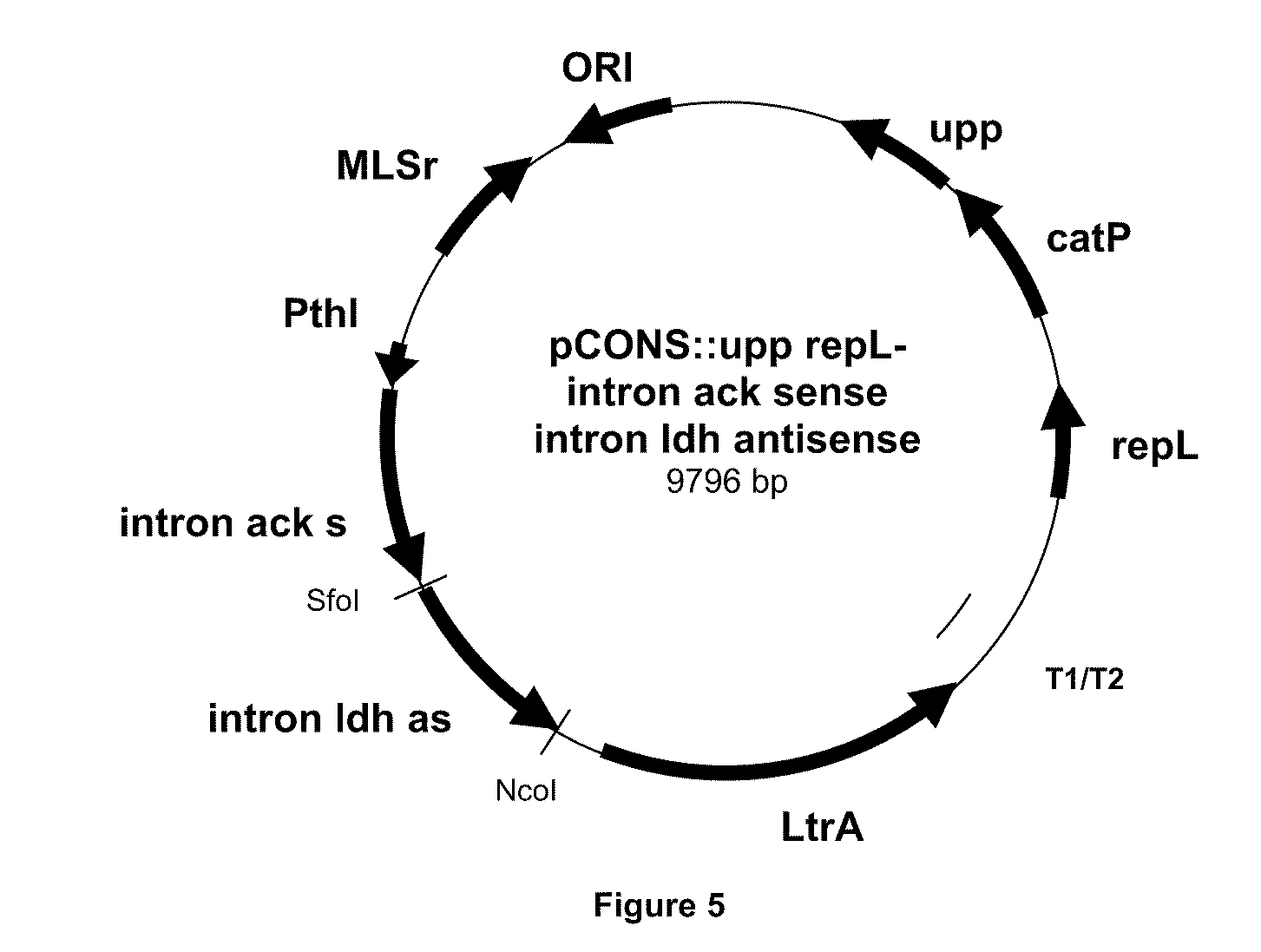 Process for the stable gene interruption in clostridia