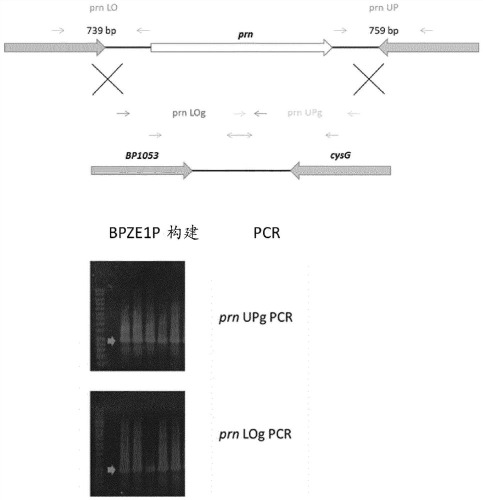 Mutant Bordetella strains and methods of use thereof