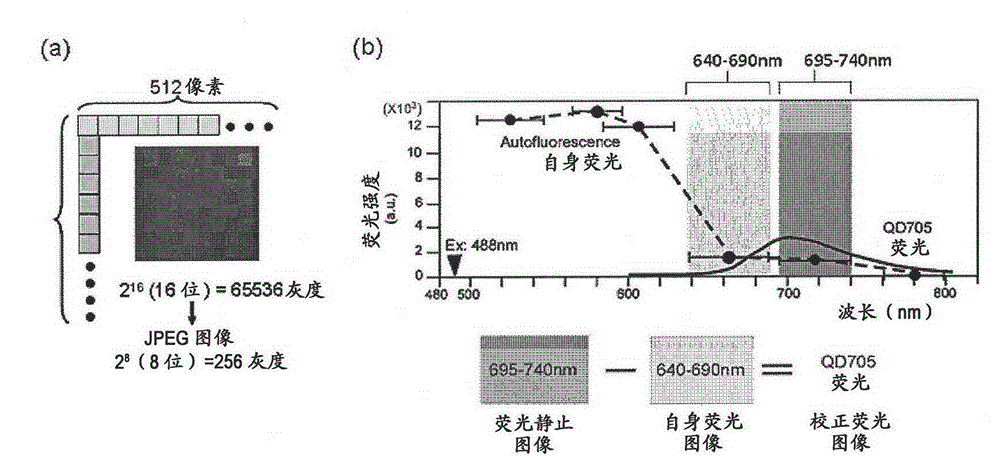 Methods for Determining Cancer Incidence or Risk of Cancer Incidence