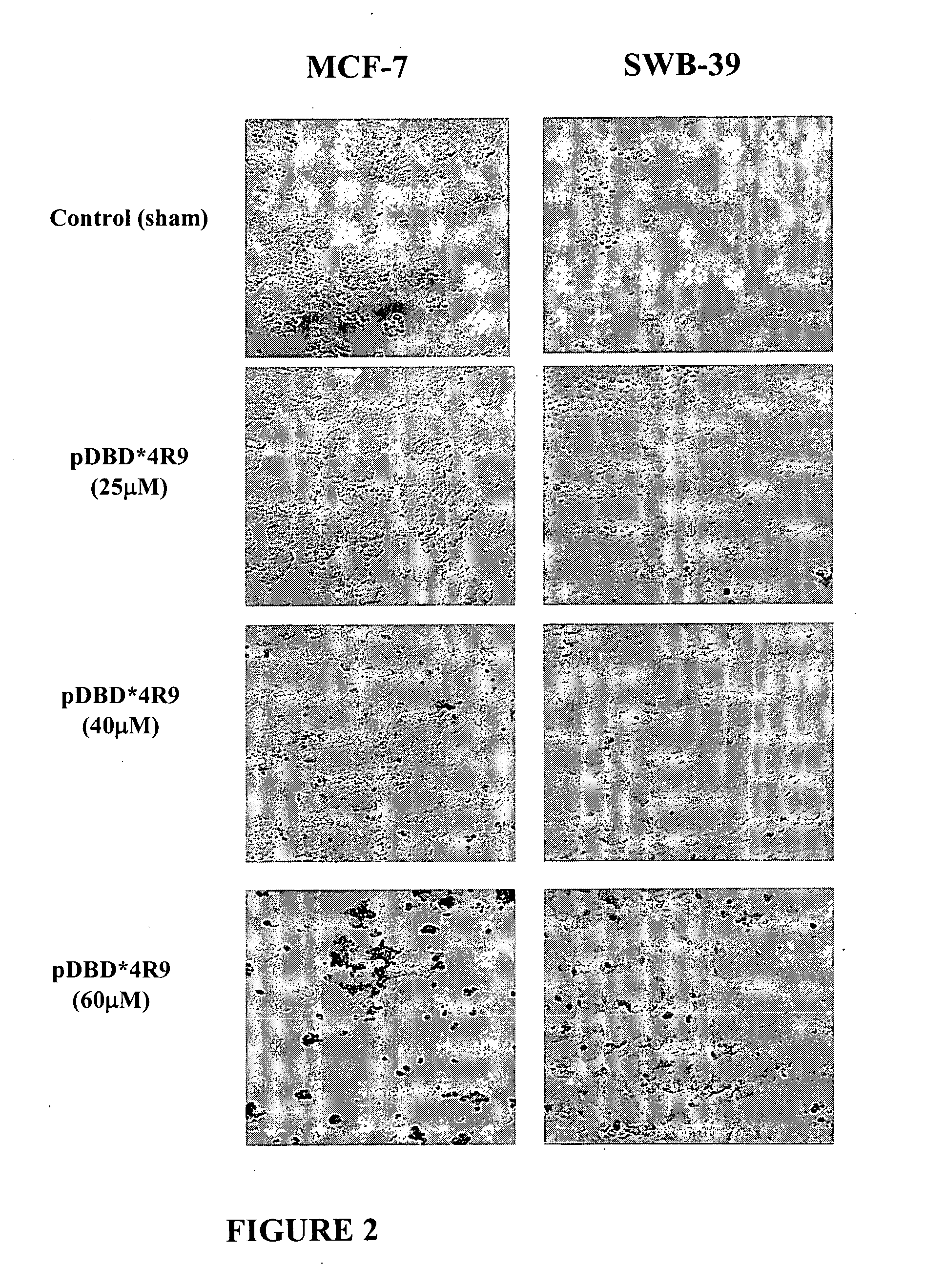 Anticancer peptide