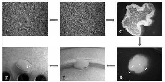 Tissue-engineered alveolar bone tissue and preparation method thereof