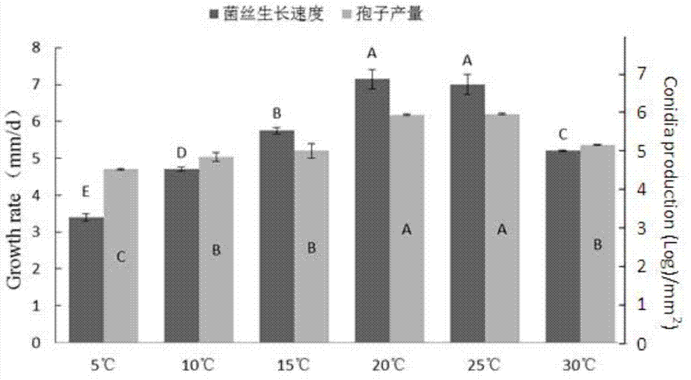 Microdochium bolleyi F10 strain microbial inoculum as well as preparation method and application thereof