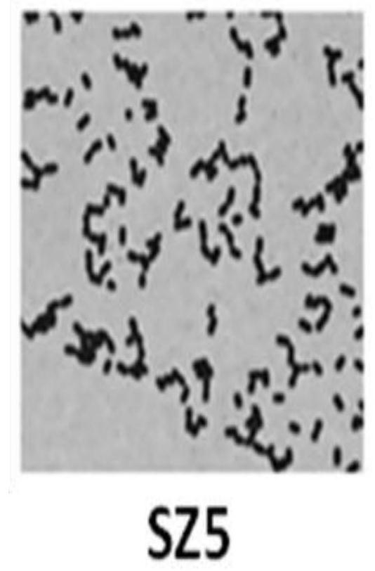 Sour porridge-based probiotics with high antioxidant and cholesterol-lowering activities and their application