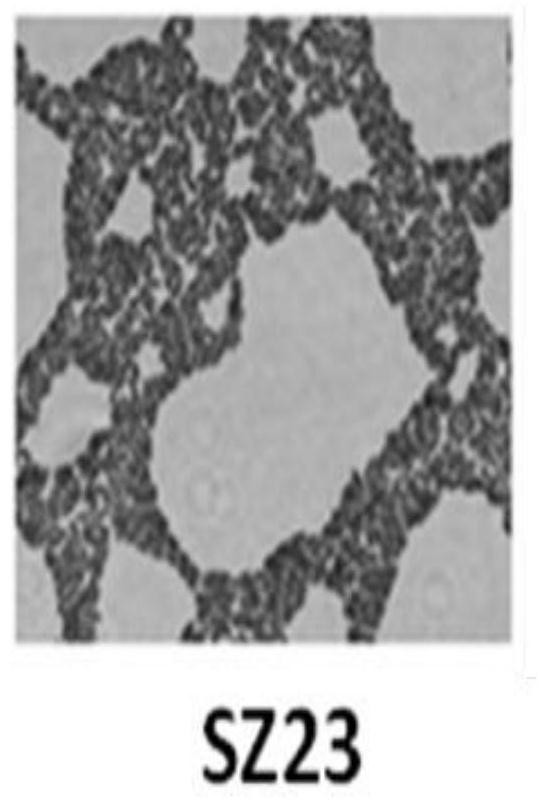 Sour porridge-based probiotics with high antioxidant and cholesterol-lowering activities and their application