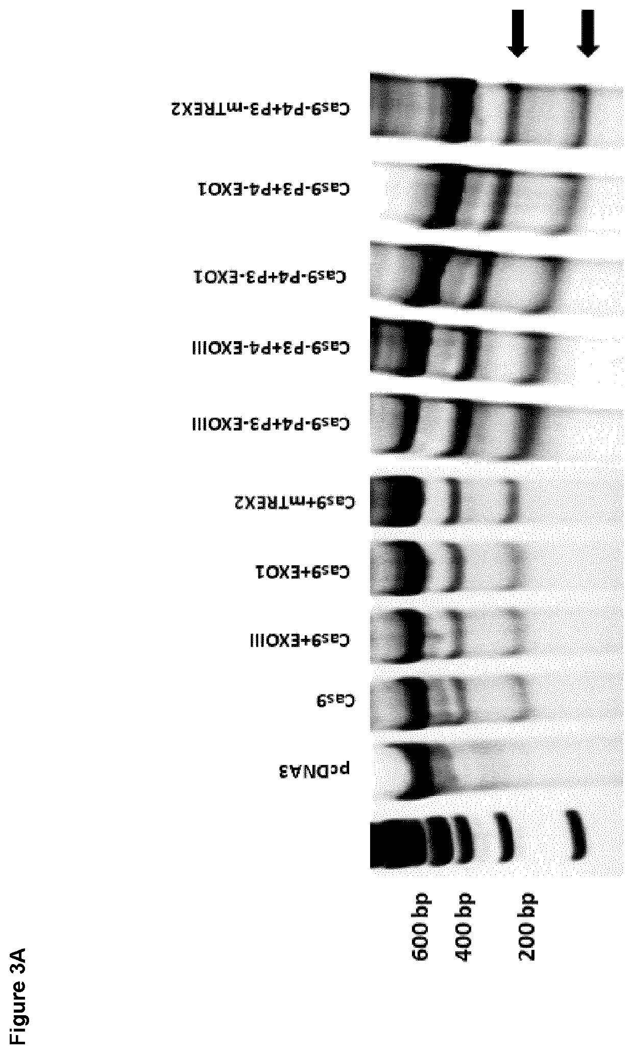 Coiled-coil mediated tethering of crispr/cas and exonucleases for enhanced genome editing