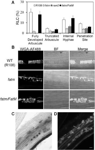 Method for regulating fatty acid synthetic gene and promoting mycorrhizal symbiosis of leguminous plants