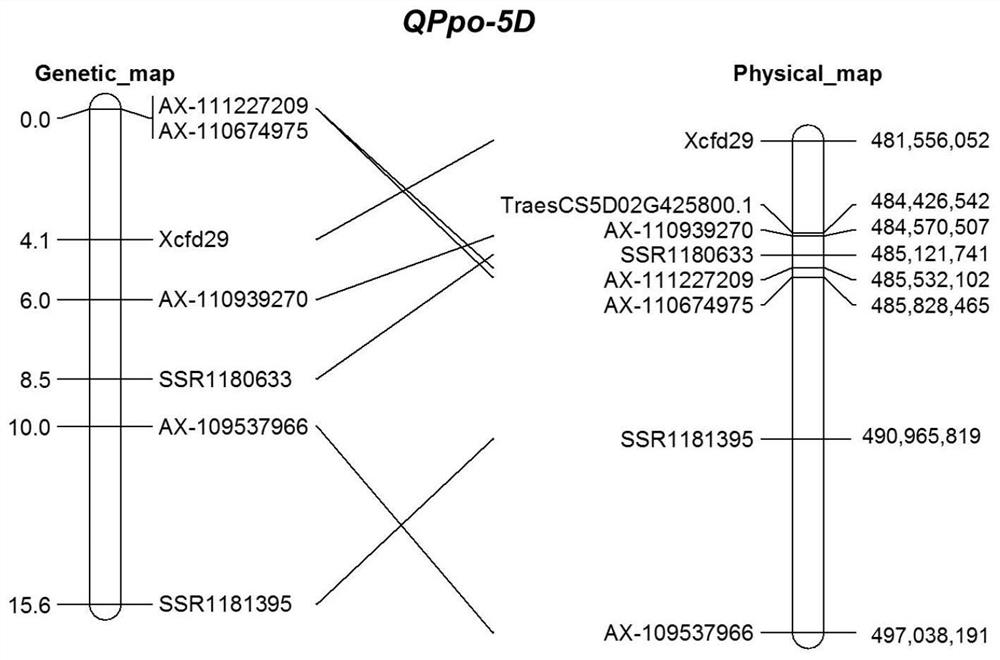 Molecular marker separated from low-polyphenol-oxidase-activity gene QPpo-5D of wheat