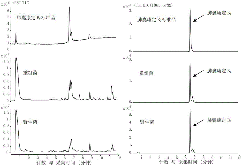 Glpks3 and its coding gene related to the synthesis of Pneumonia Kangding b0