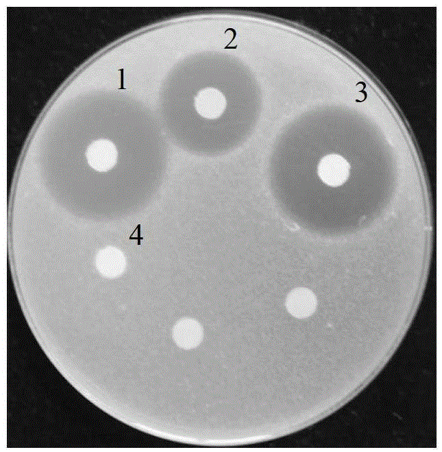 Glpks3 and its coding gene related to the synthesis of Pneumonia Kangding b0