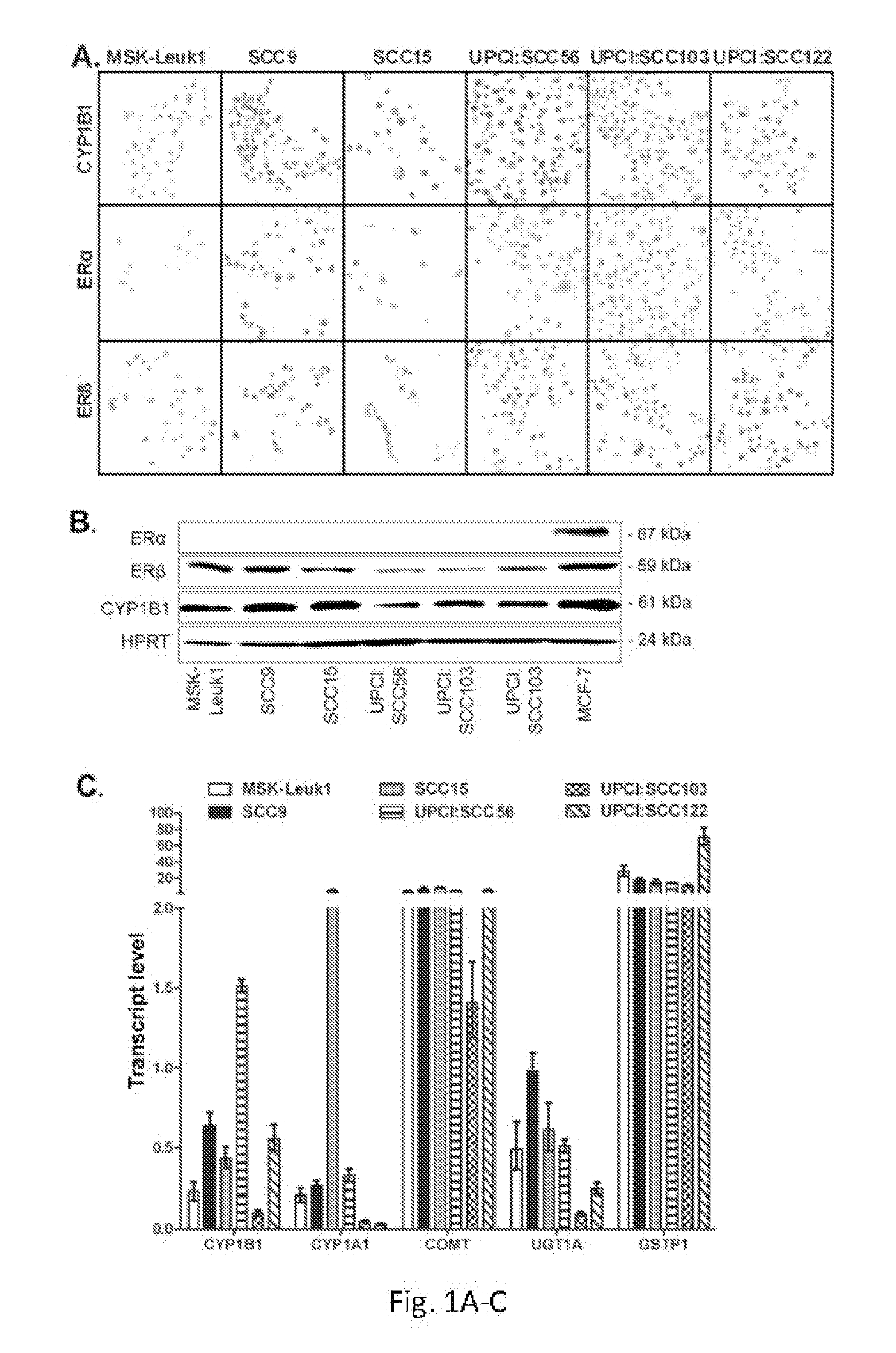 Methods for screening compounds for capability to inhibit premalignant squamous epithelial cell progression to a malignant state