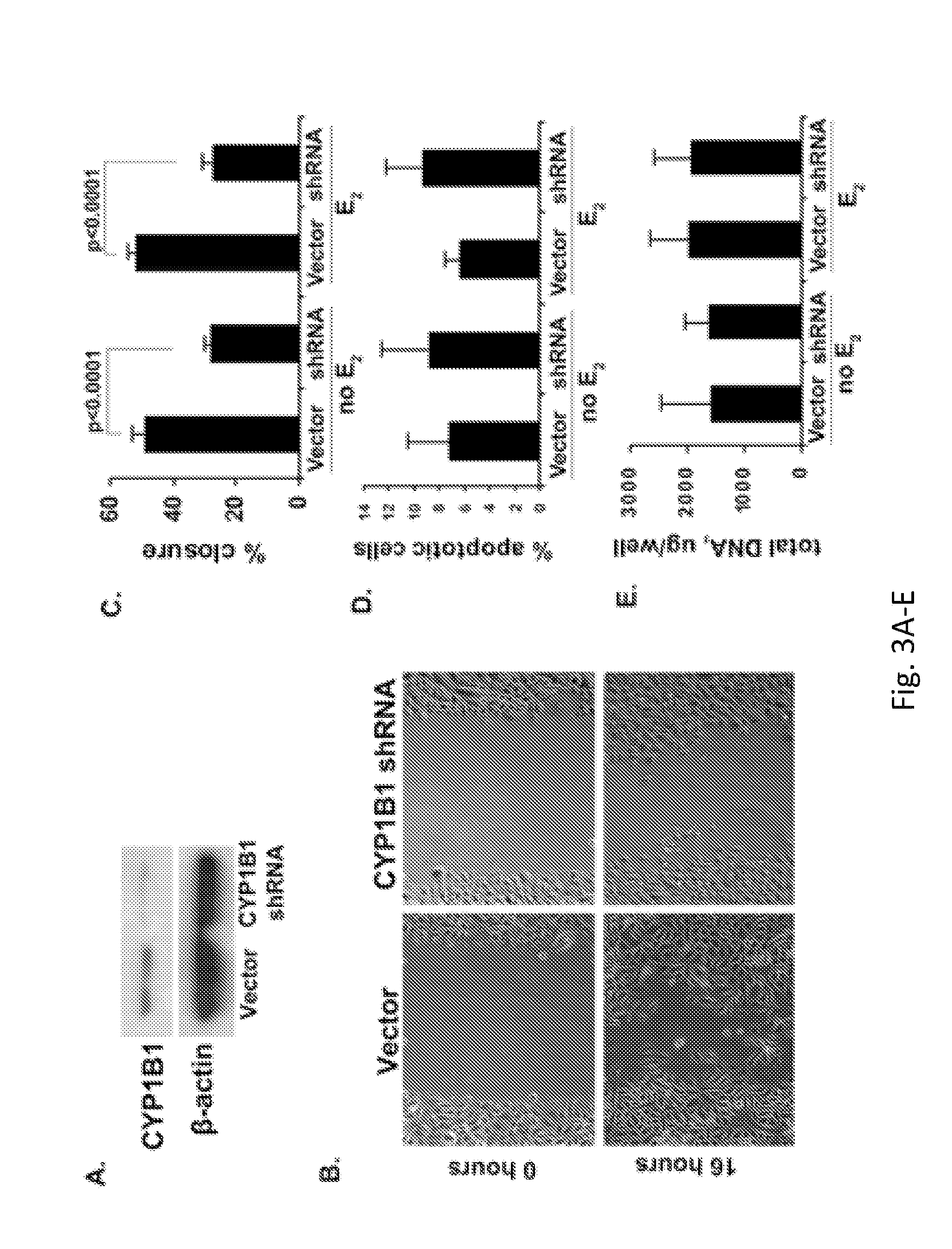 Methods for screening compounds for capability to inhibit premalignant squamous epithelial cell progression to a malignant state