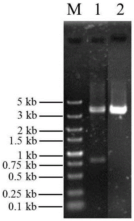 Preparation method and antibacterial application of plesiomonas shigelloides phage endolysin