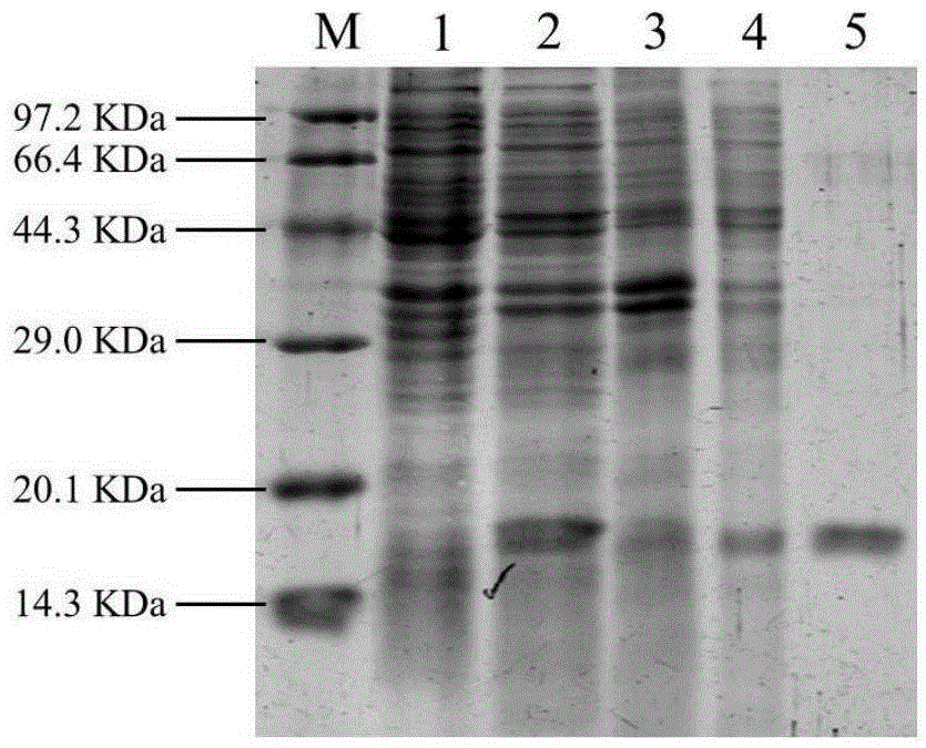 Preparation method and antibacterial application of plesiomonas shigelloides phage endolysin