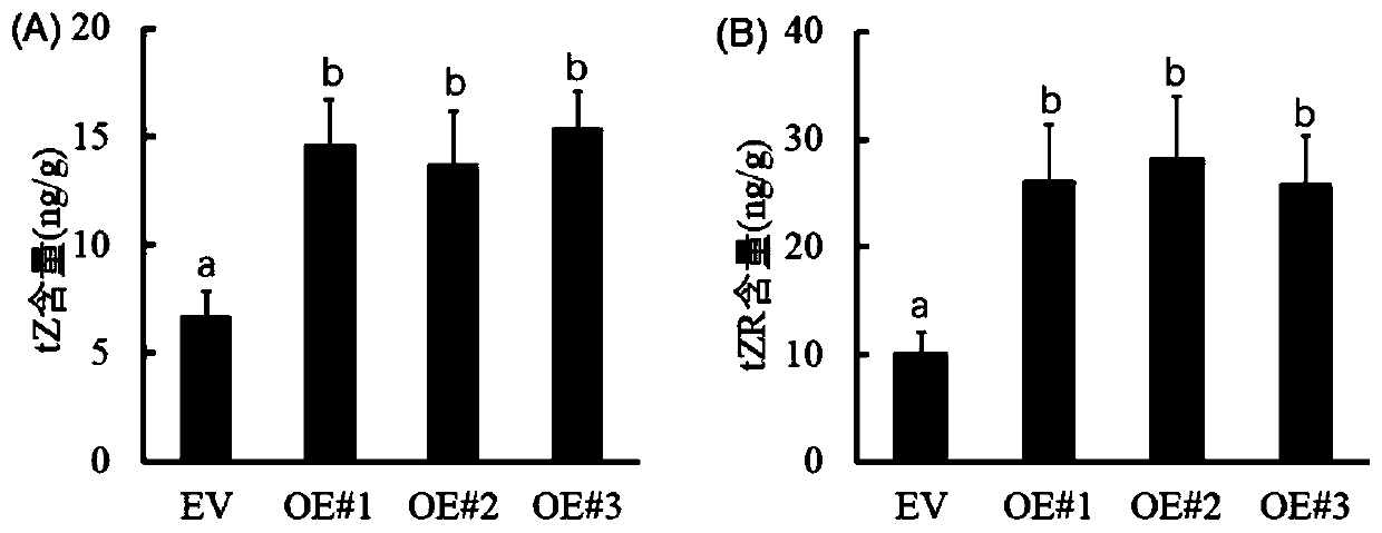 Application of grape VlKNOX gene in promoting cytokinin synthesis and regulating fruit setting