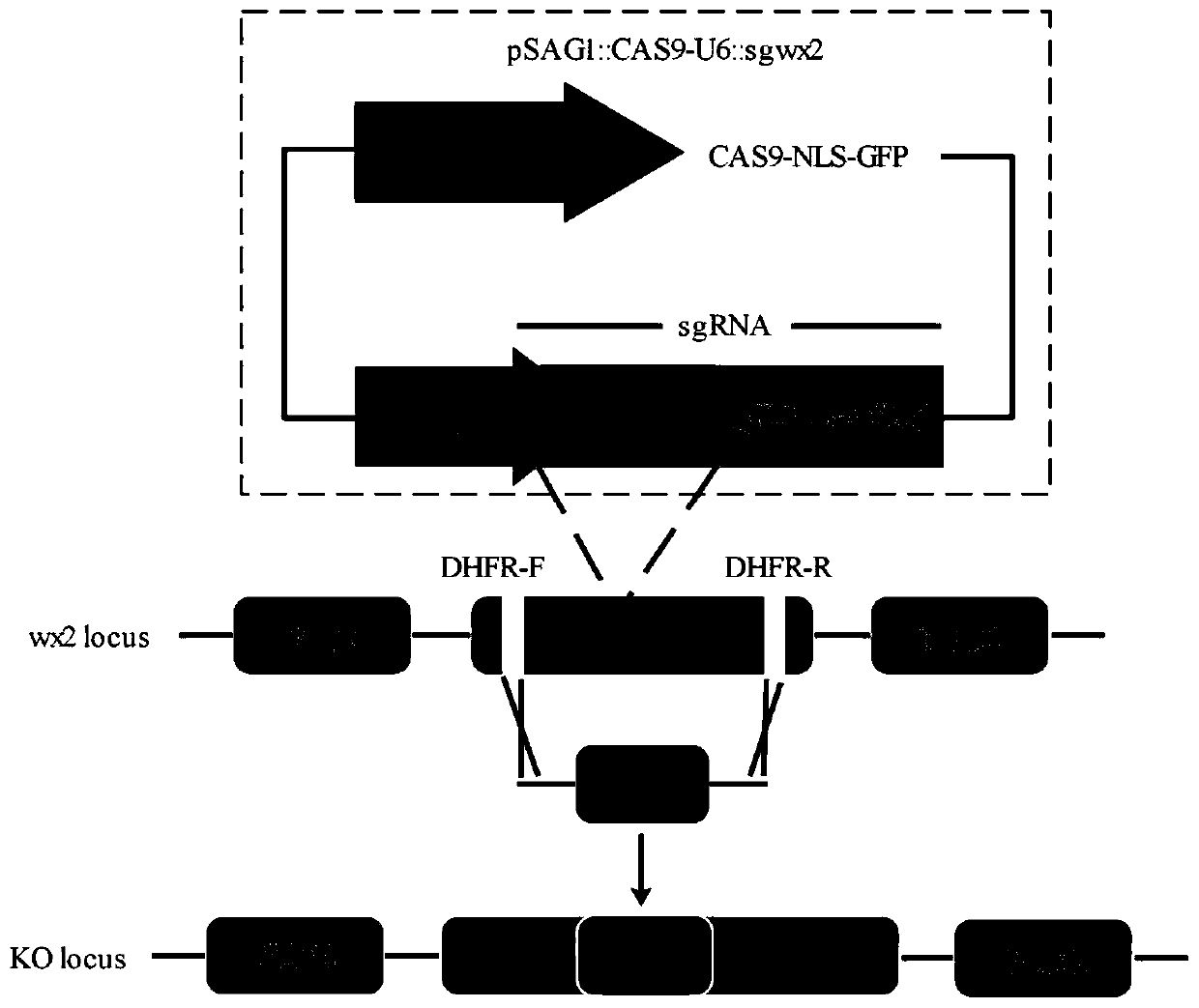 Toxoplasma wx2 gene deletion strain, construction method and application