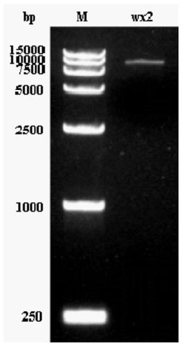 Toxoplasma wx2 gene deletion strain, construction method and application