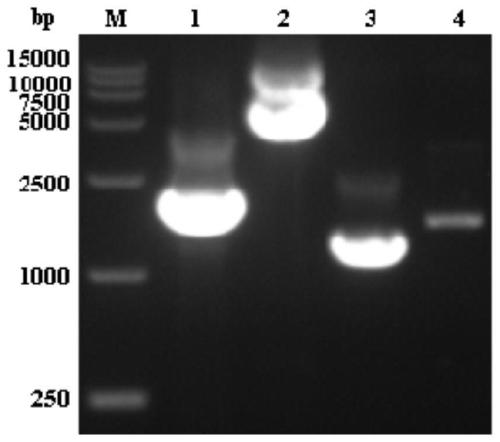 Toxoplasma wx2 gene deletion strain, construction method and application