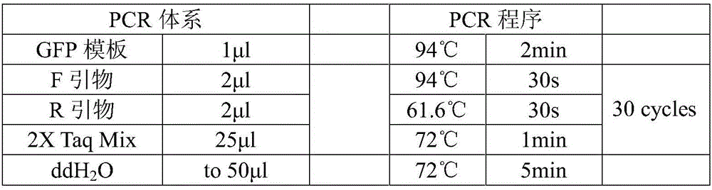 Method for expressing protein in geotrichum candidum resting spores