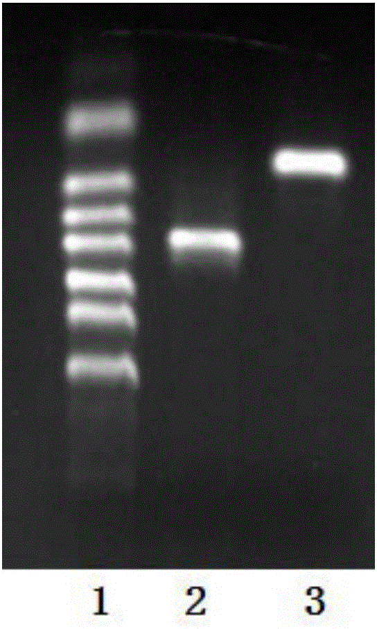 Method for expressing protein in geotrichum candidum resting spores