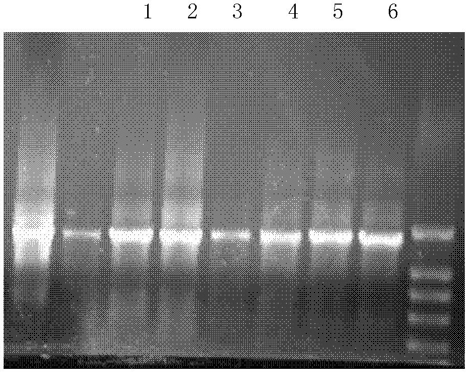 Method for extracting metagenome DNA of compost and application thereof in identifying denitrifying bacteria