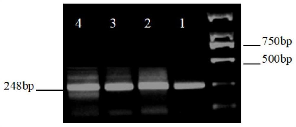 Wheat ear branching gene DNA sequence amplification method, branching gene and application