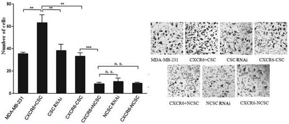 A screening kit for malignant breast cancer stem cells