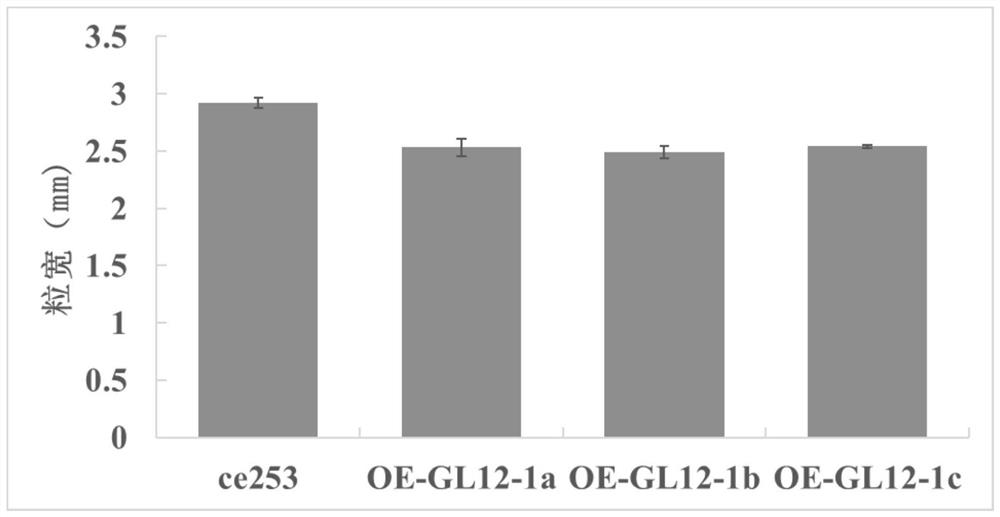 Common wild rice grain shape related coding gene and application thereof