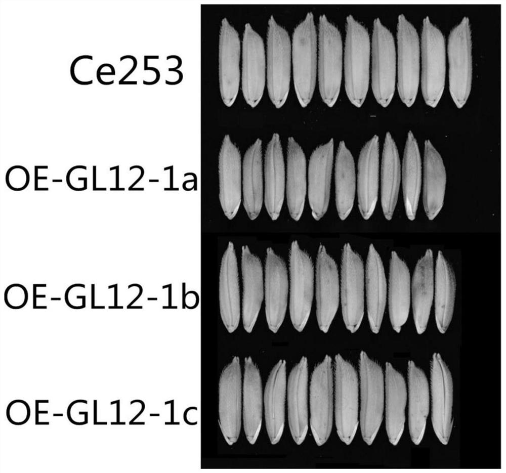 Common wild rice grain shape related coding gene and application thereof