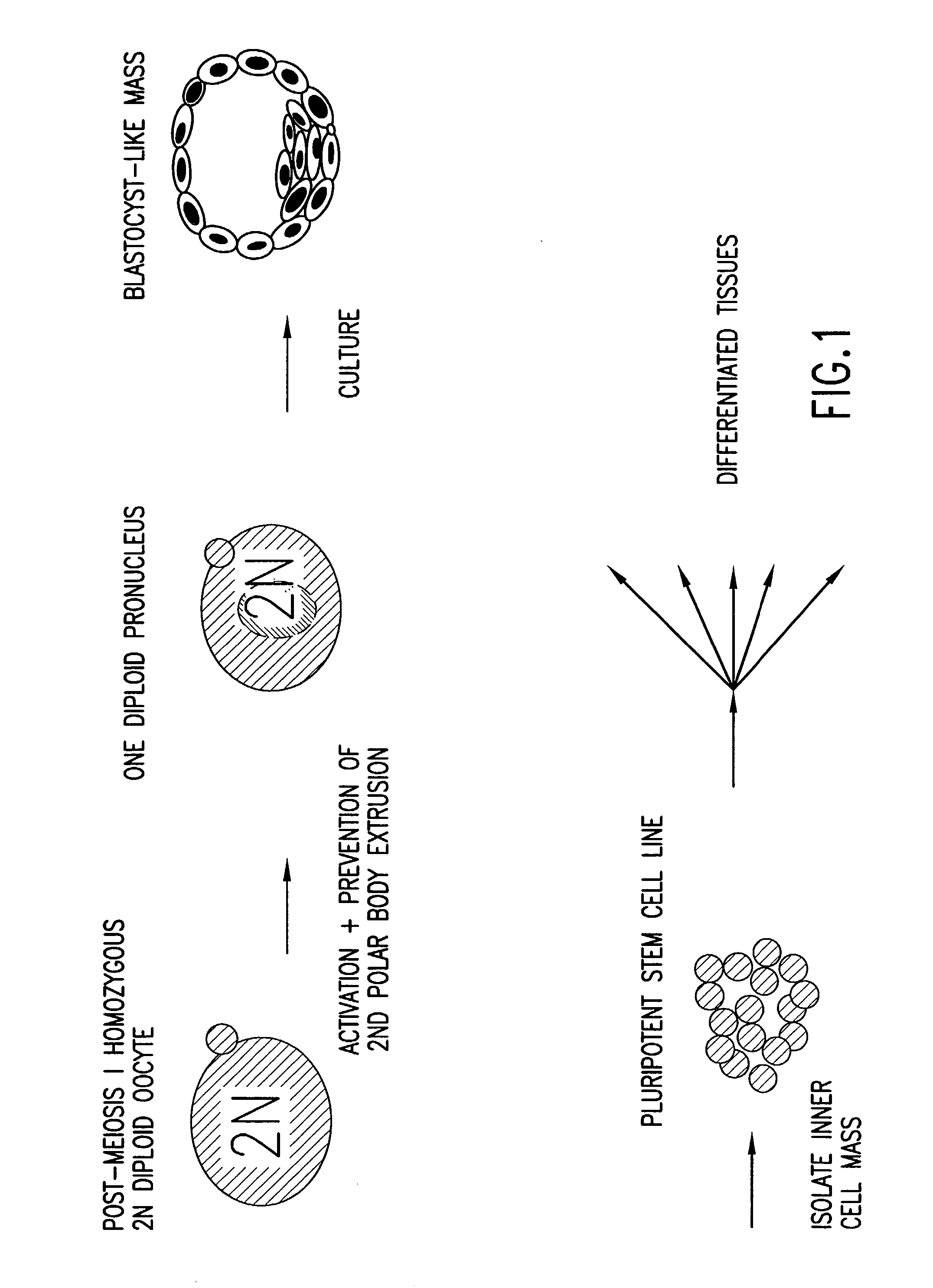 Isolated homozygous stem cells, differentiated cells derived therefrom, and materials and methods for making and using same