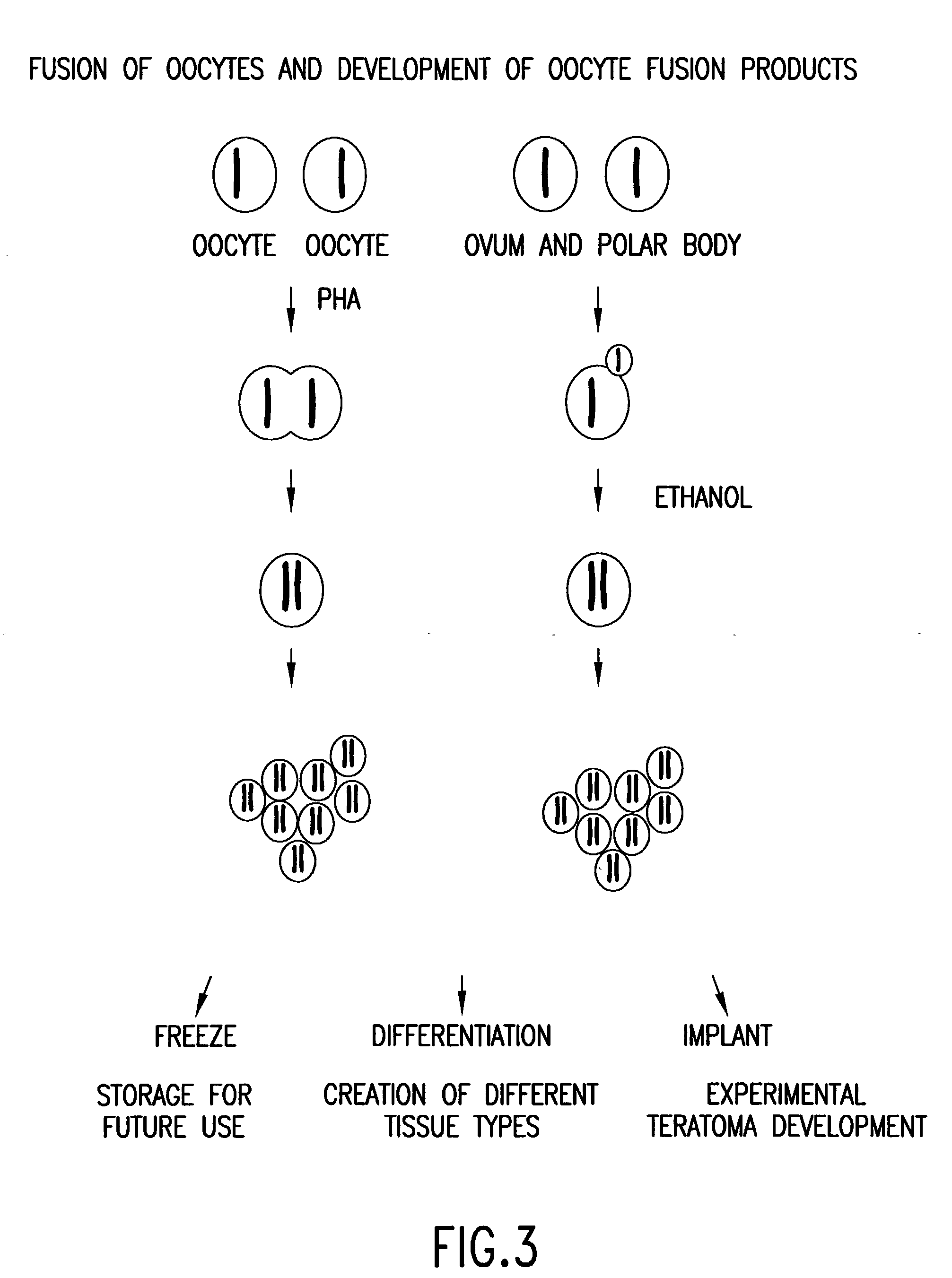 Isolated homozygous stem cells, differentiated cells derived therefrom, and materials and methods for making and using same