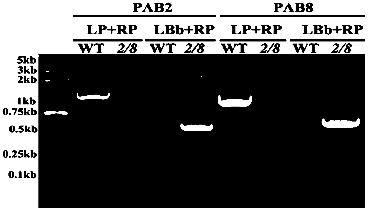 A method for increasing plant tolerance to NACL by downregulating Pab2 and Pab8