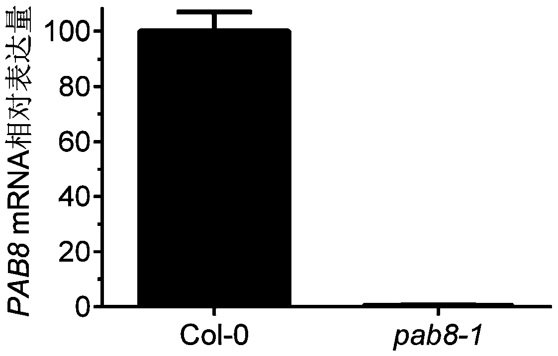 A method for increasing plant tolerance to NACL by downregulating Pab2 and Pab8