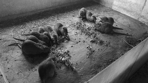 A kind of breeding method of fragrant beaver species