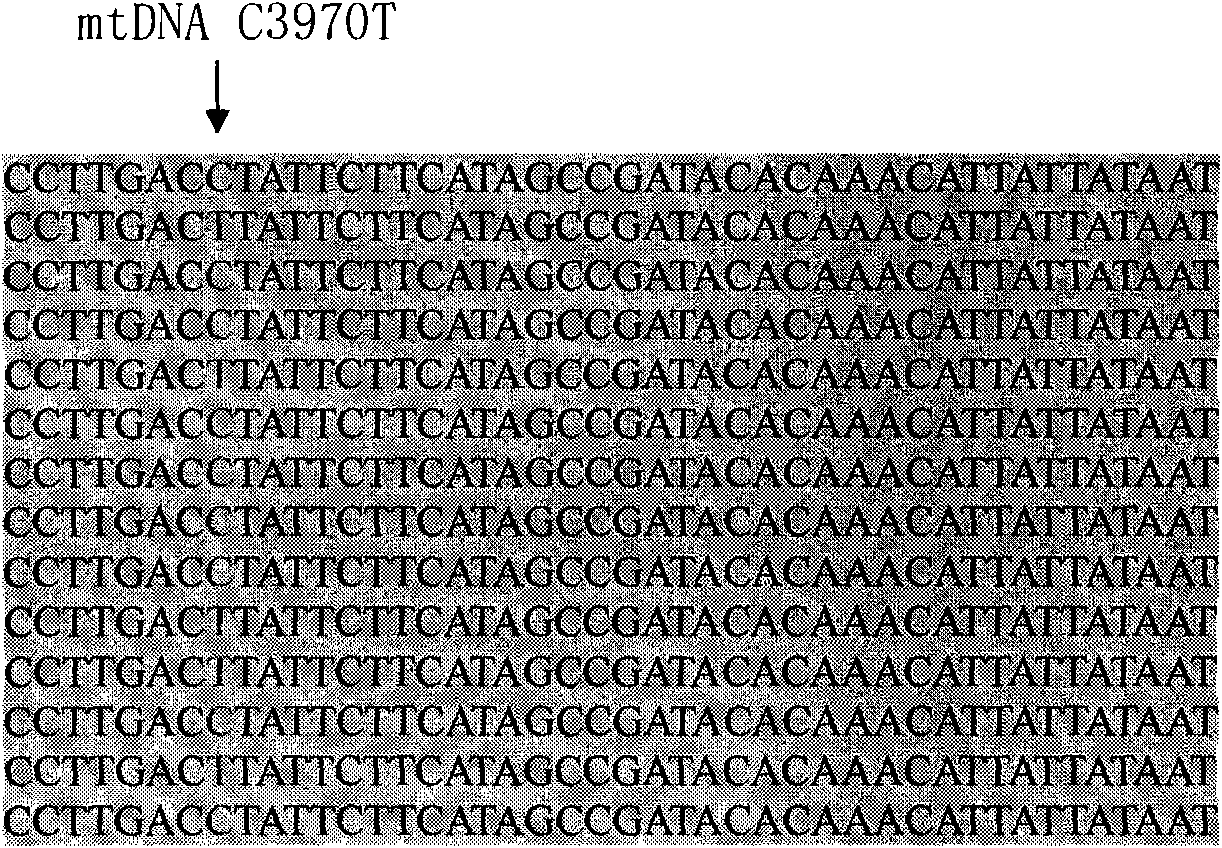 Method and kit for detecting polymorphism of mitochondrial ND1 gene mononucleotide, and application of kit