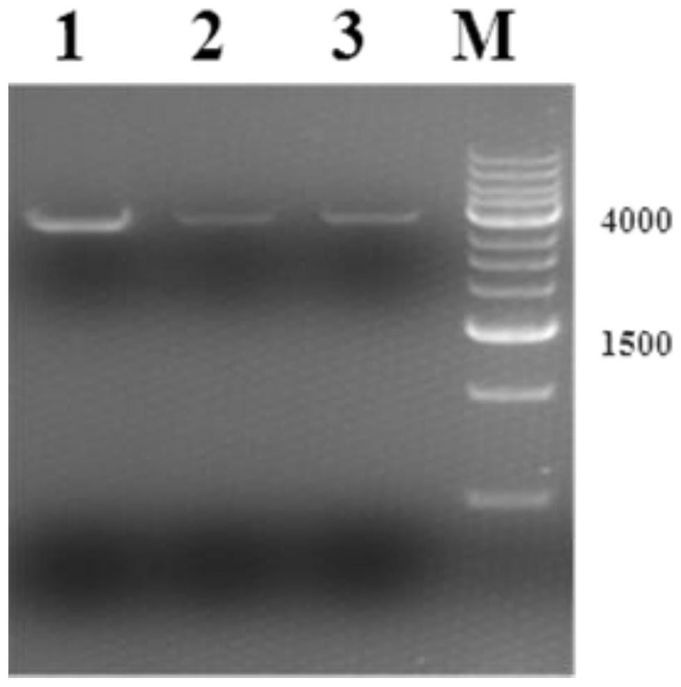 A kind of preparation method and application of CTL cells