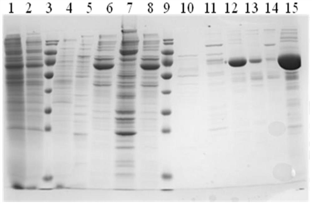 A kind of preparation method and application of CTL cells