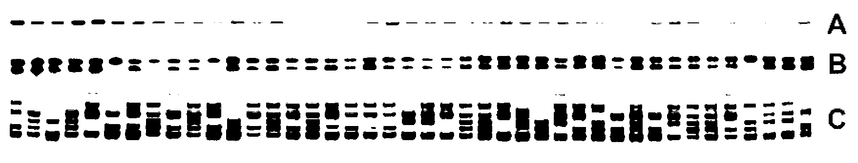 Development method of chrysanthemum SSR (Simple Sequence Repeat) primer