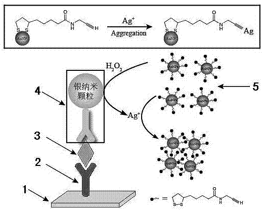 Application of chromogenic method based on nano-gold aggregation in immunoassay