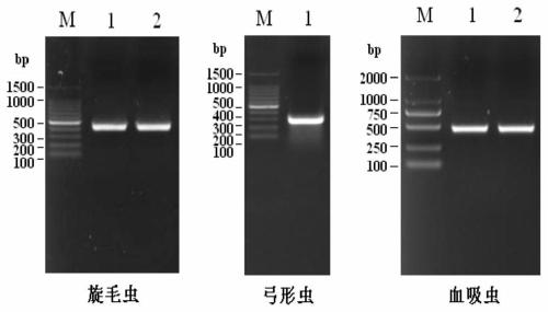 A kind of multiple dpo-pcr primer combination and method for detecting Trichinella spiralis, Toxoplasma gondii and Schistosoma