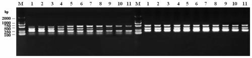 A kind of multiple dpo-pcr primer combination and method for detecting Trichinella spiralis, Toxoplasma gondii and Schistosoma