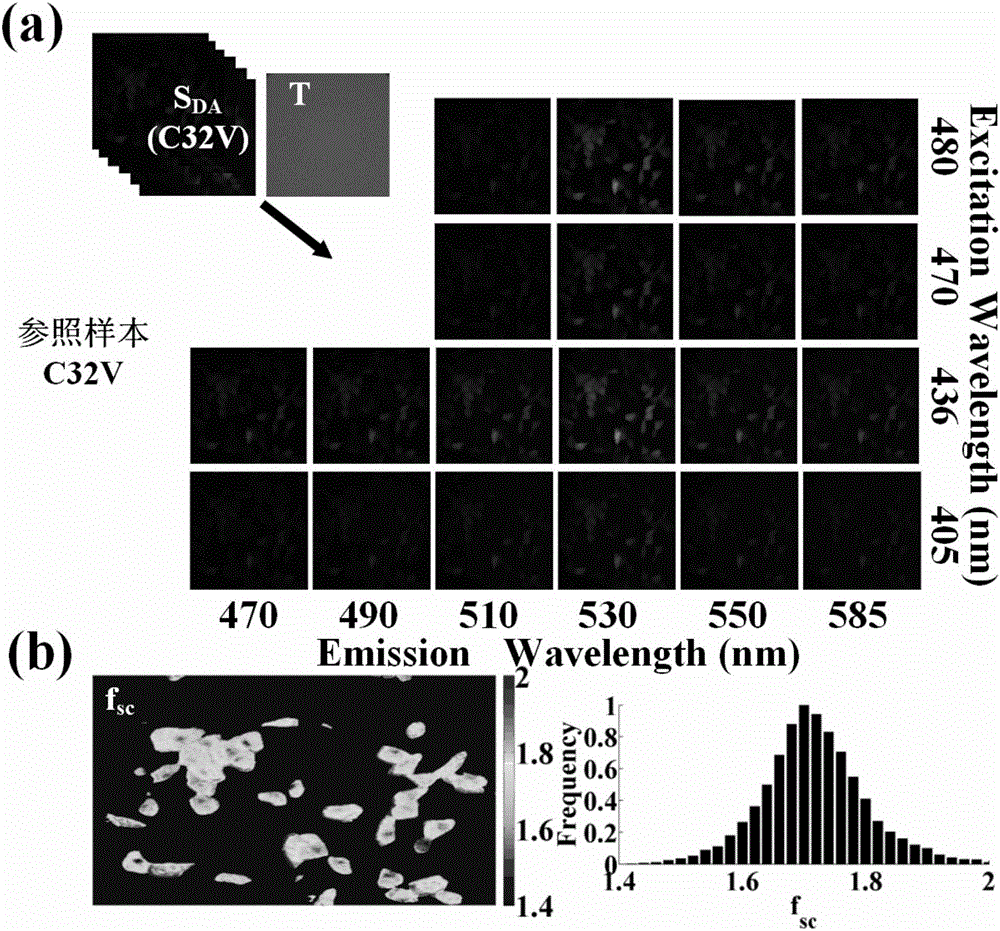 FRET (Fluorescence Resonance Energy Transfer) quantitative detection and correction method based on simultaneous separation of excitation spectrum and emission spectrum