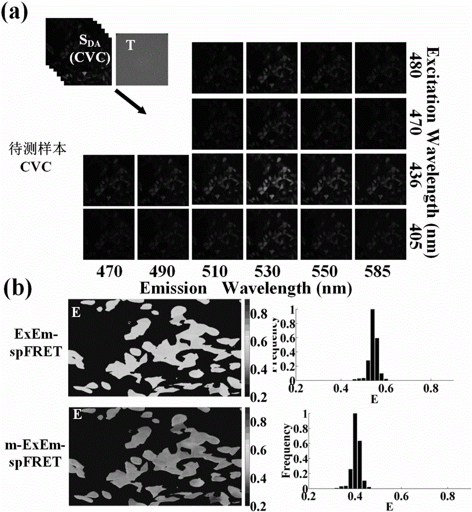 FRET (Fluorescence Resonance Energy Transfer) quantitative detection and correction method based on simultaneous separation of excitation spectrum and emission spectrum