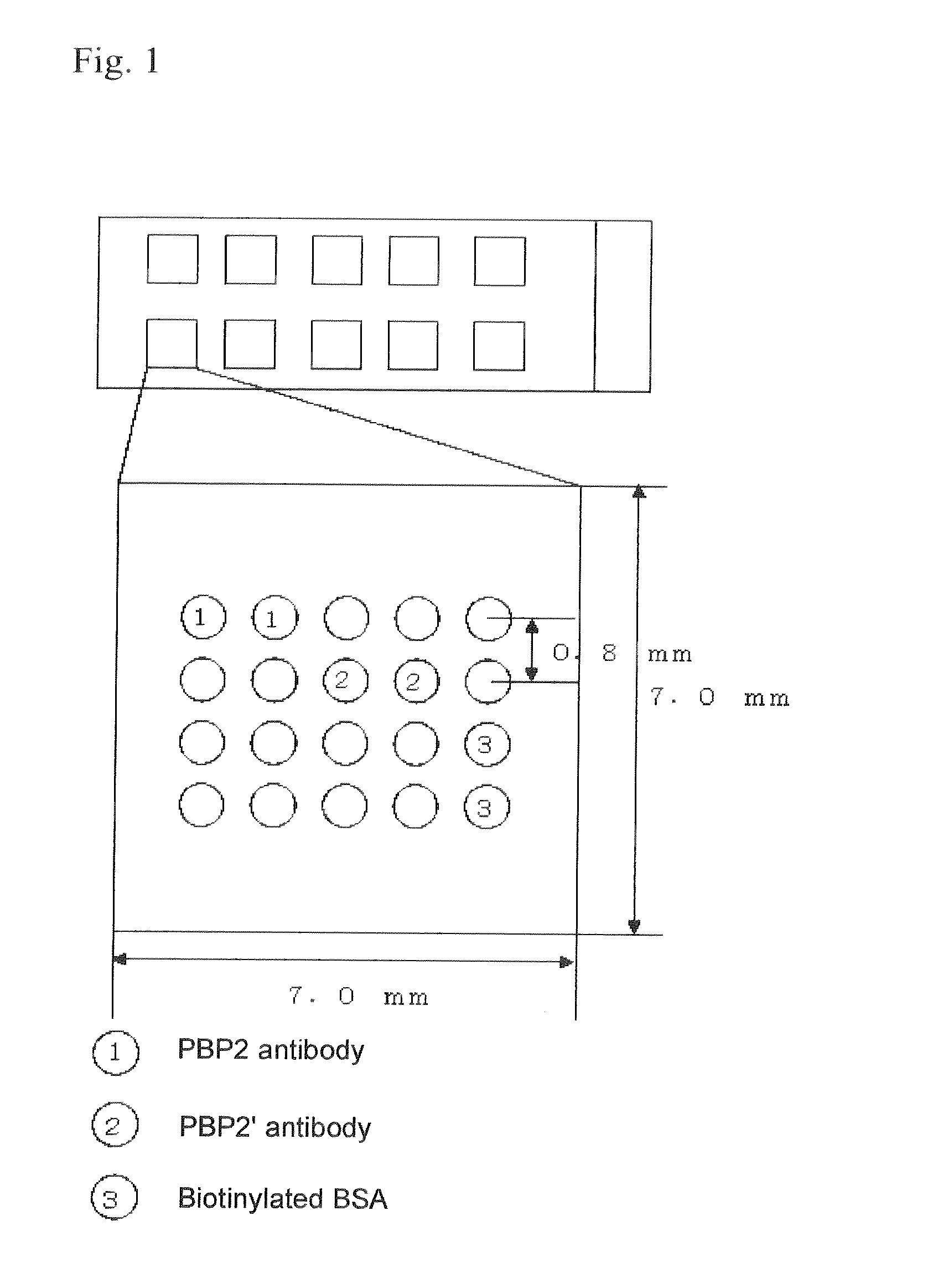 Method for extracting staphylococcus aureus antigen, reagent for extracting staphylococcus aureus antigen, and method for assessing staphyloccoccus aureus