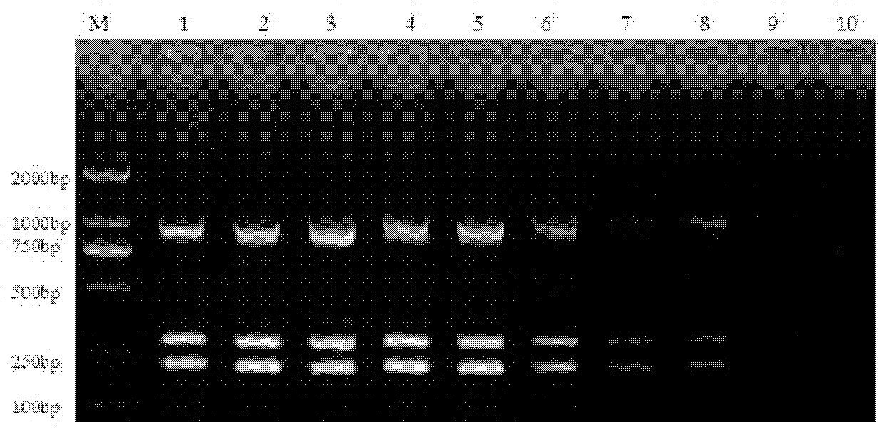 Multiplex PCR (polymerase chain reaction) detection primers for avian leukosis viruses and application thereof